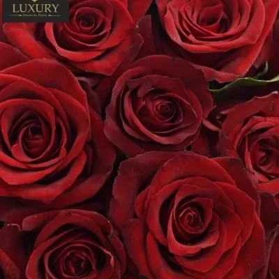 Kytice 25 luxusních růží EVER RED 100cm
