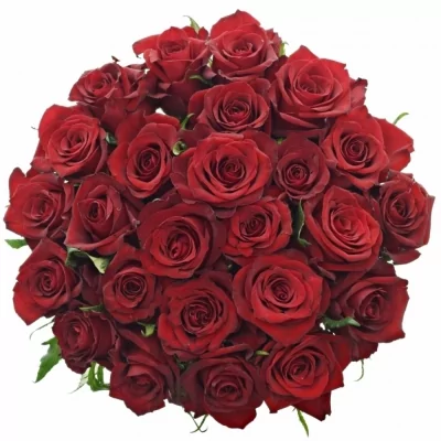 Jednodruhová kytice 25 červených růží EVER RED 40 cm