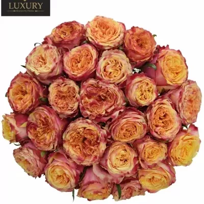 Kytice 25 luxusních růží HURRICANE 50cm