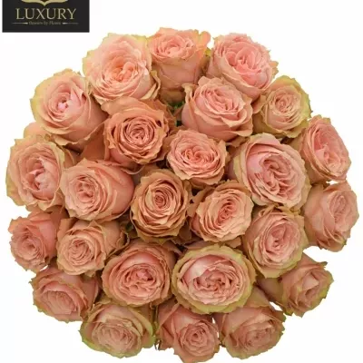 Kytice 25 luxusních růží KAWA+