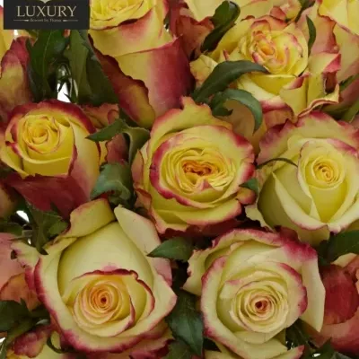 Kytice 25 luxusních růží KNOX 70cm