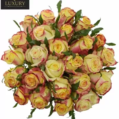 Kytice 25 luxusních růží  KNOX 70cm