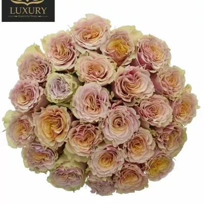 Kytice 25 luxusních růží MABELLA 60cm
