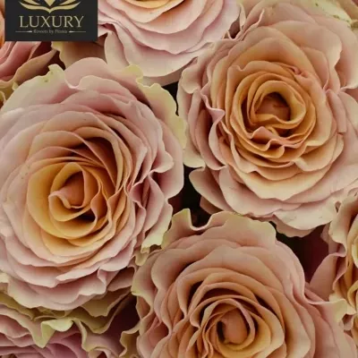 Kytice 25 luxusních růží MABELLA 60cm