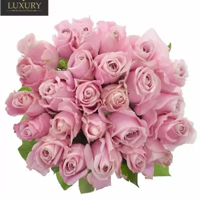 Kytice 25 luxusních růží PINK AVALANCHE+ 50cm
