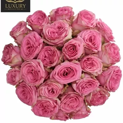 Kytice 25 luxusních růží PINK TORRENT 60cm