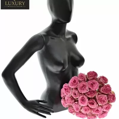 Kytice 25 luxusních růží PINK TORRENT 50cm