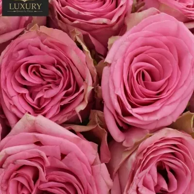 Kytice 25 luxusních růží PINK TORRENT 50cm