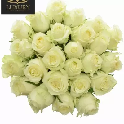 Kytice 25 luxusních růží QUEEN OF AFRICA XL 50cm