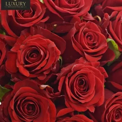Kytice 25 luxusních růží RED EAGLE 60cm