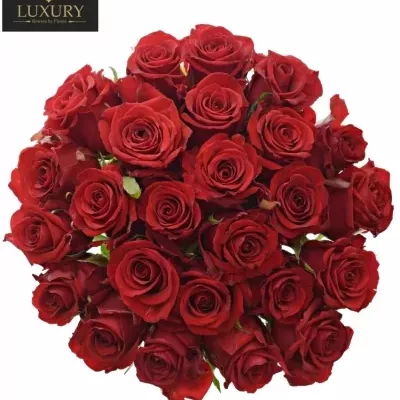 Jednodruhová kytice 25 červených růží RED EAGLE 90 cm