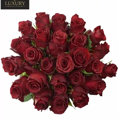 Kytice 25 luxusních růží RED LION 50cm