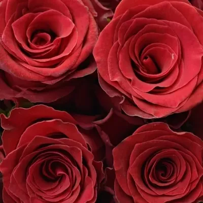 Kytice 25 luxusních růží RHODOS 80 cm