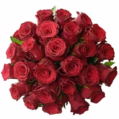 Kytice 25 rudých růží RHODOS 80 cm