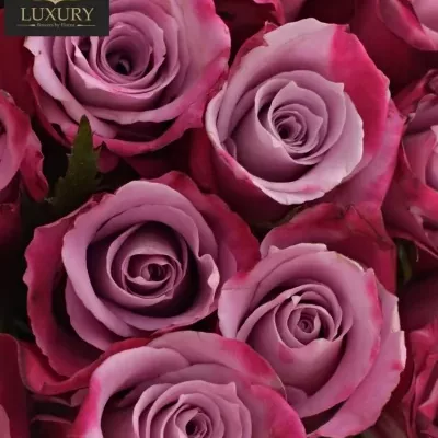 Kytice 25 luxusních růží ROCKFIRE 50cm
