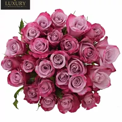Kytice 25 luxusních růží ROCKFIRE 50cm