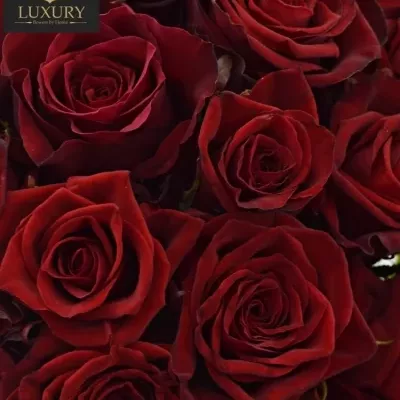 Kytice 25 luxusních růží TESTAROSSA 80cm