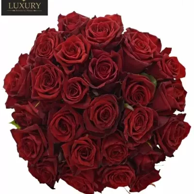 Jednodruhová kytice 25 červených růží TESTAROSSA 80 cm