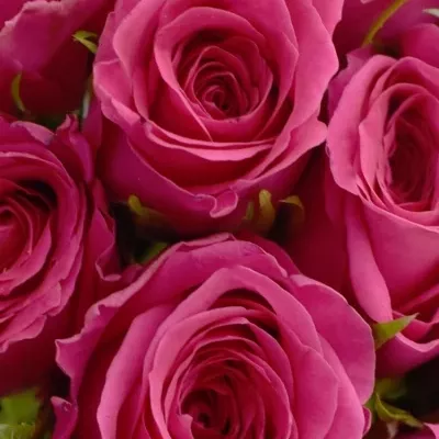 Kytice 25 malinových růží ADAMMA 40cm