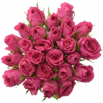 Kytice 25 malinových růží ADAMMA 60cm