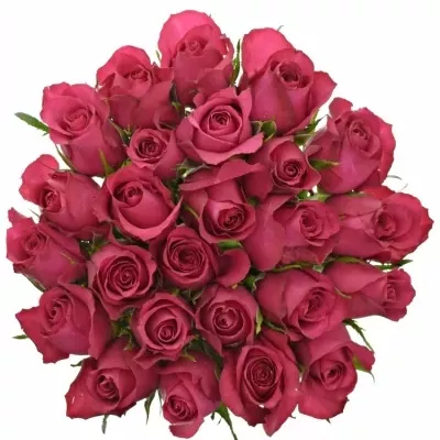 Kytice 25 malinových růží GRAND EUROPE 60cm
