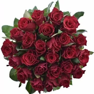 Kytice 25 malinových růží Red Tacazzi+