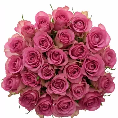 Kytice 25 růžových růží ROYAL JEWEL 90cm