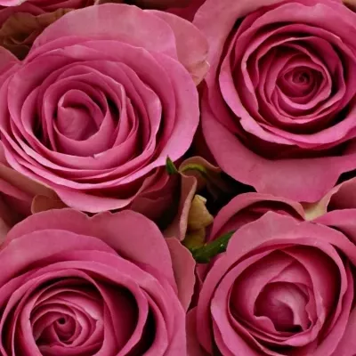 Kytice 25 malinových růží ROYAL JEWEL 50cm