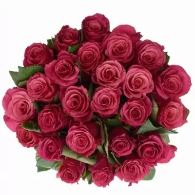 Jednodruhová kytice 25 fialových růží TACAZZI 60 cm