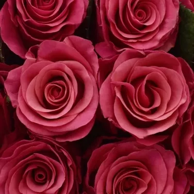 Kytice 25 malinových růží TACAZZI 50cm