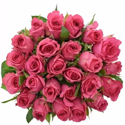 Kytice 25 malinových růží TENGA VENGA 90cm