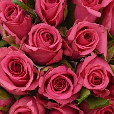 Kytice 25 malinových růží TENGA VENGA 40cm