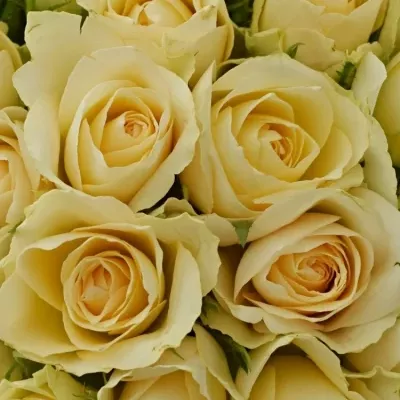 Kytice 25 meruňkových růží ANGELA 35cm
