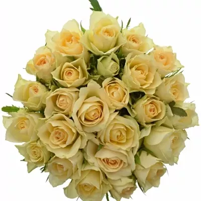 Kytice 25 meruňkových růží ANGELA 40cm