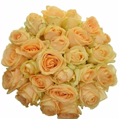 Kytice 25 meruňkových růží AVALANCHE PEACH+ 50cm
