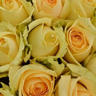 Kytice 25 meruňkových růží MAGIC AVALANCHE 40cm 