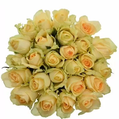 Kytice 25 meruňkových růží MAGIC AVALANCHE 60cm