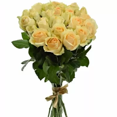 Kytice 25 meruňkových růží MAGIC AVALANCHE 40cm 