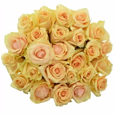 Kytice 25 meruňkových růží PRIMA DONNA 90cm