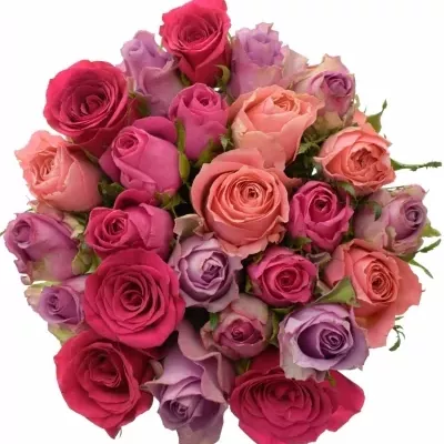 Míchaná kytice 25 vícebarevných růží ABERA 40 cm