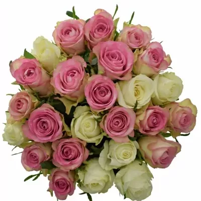 Míchaná kytice 25 vícebarevných růží AGAPA 40 cm