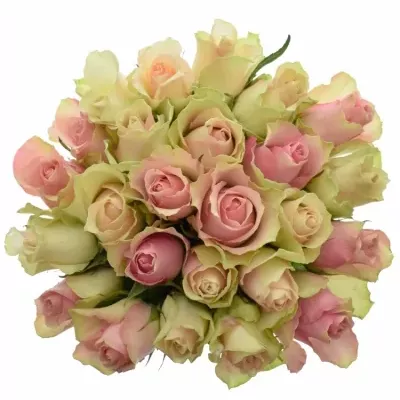 Míchaná kytice 25 vícebarevných růží AHAB 40 cm
