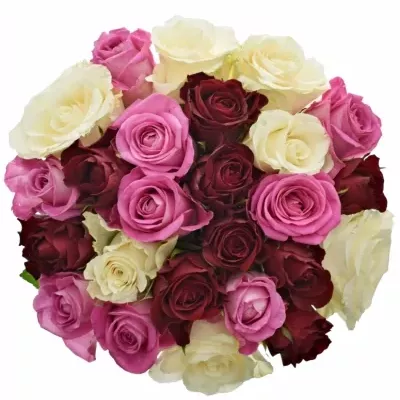 Kytice 25 vícebarevných růží BELLESIANA 50 cm