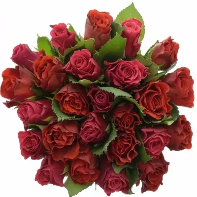 Míchaná kytice 25 vícebarevných růží DERRIE 40 cm