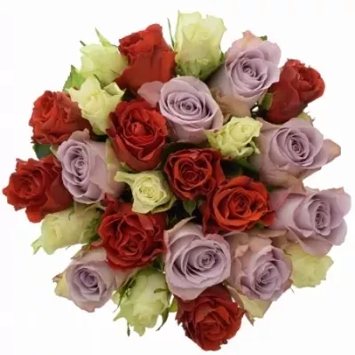 Míchaná kytice 25 vícebarevných růží DESIREE 40 cm