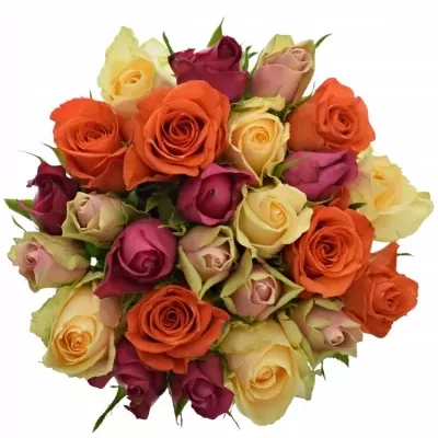Kytice 25 vícebarevných růží KIMI MELORA 50 cm
