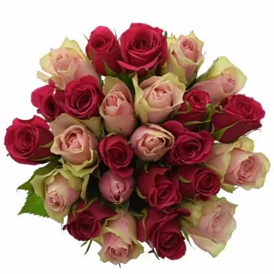 Míchaná kytice 25 vícebarevných růží LILA CANDRA 50 cm