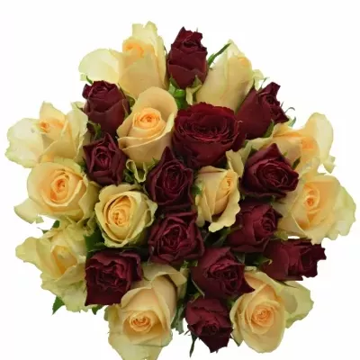 Míchaná kytice 25 vícebarevných růží PEACH MELORA 60 cm