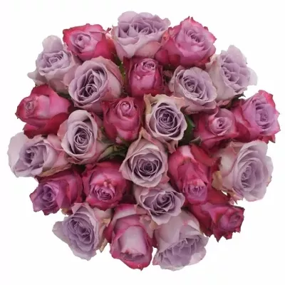 Míchaná kytice 25 vícebarevných růží PENELOPA 60 cm