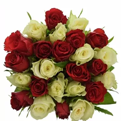 Míchaná kytice 25 vícebarevných růží AGATHA 55 cm